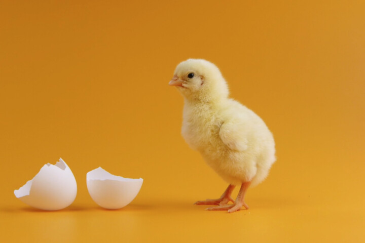 The Chicken And The Egg