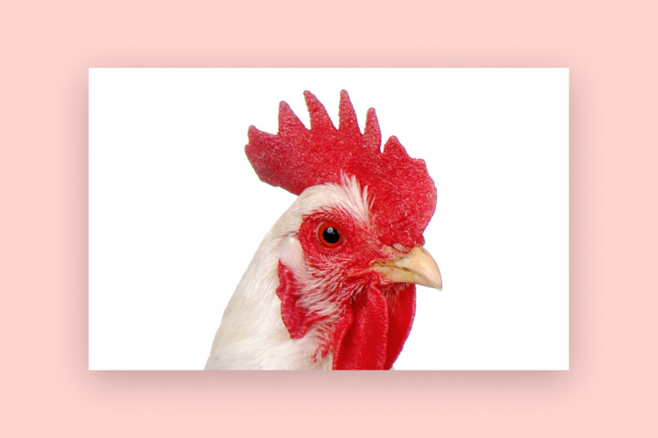 The Chicken And The Egg